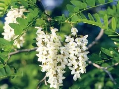 又到了北方人吃槐花的季节，洋槐花怎么吃